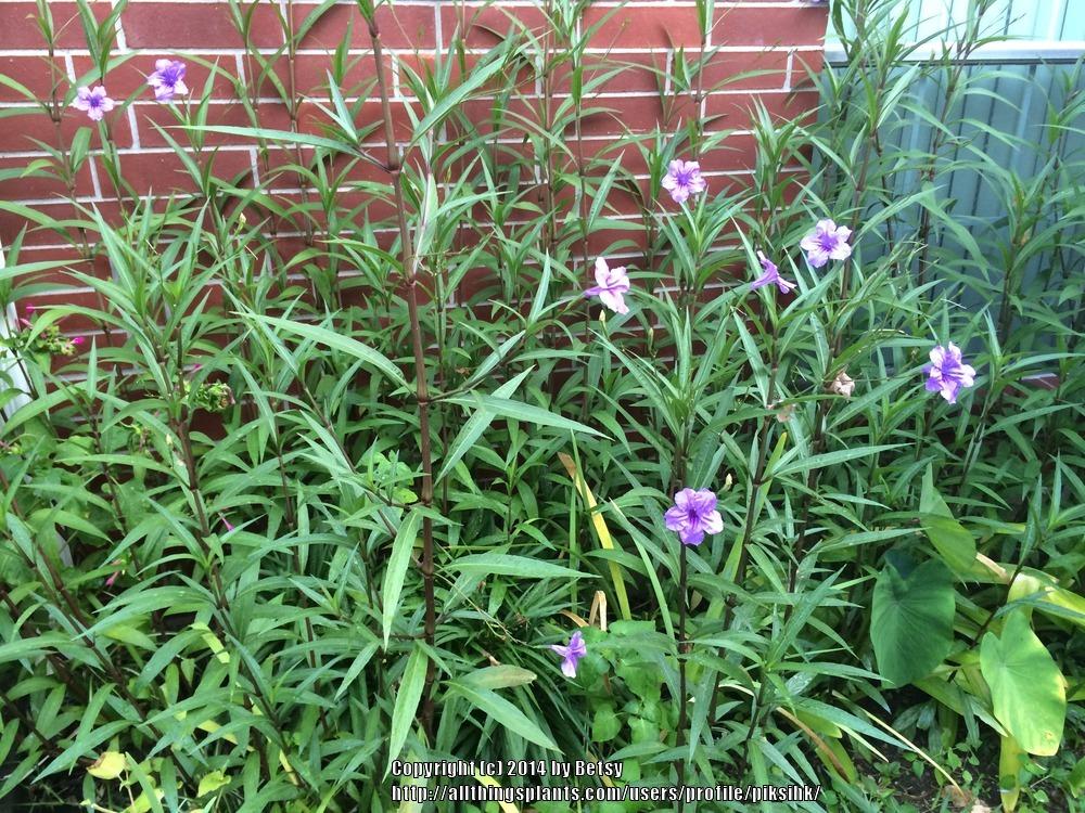 Photo of Mexican Petunia (Ruellia simplex) uploaded by piksihk