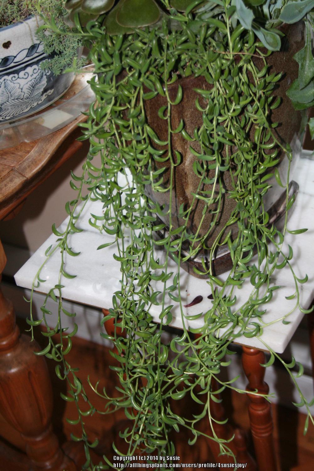 Photo of String of Beans (Curio radicans 'Glauca') uploaded by 4susiesjoy