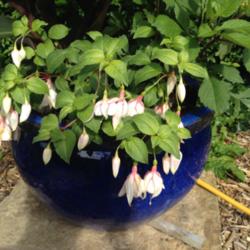 Location: The garden at Sanabria
Date: 2014-08-31
Very nice simple Fuchsia, new cutting this year, in a pot with a 