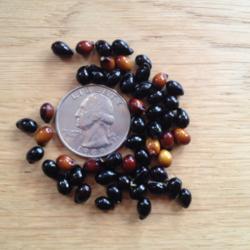 Location: The garden at Sanabria
Date: 2014-08-31
The brown seeds will go black, they were not as ripe, but all sho