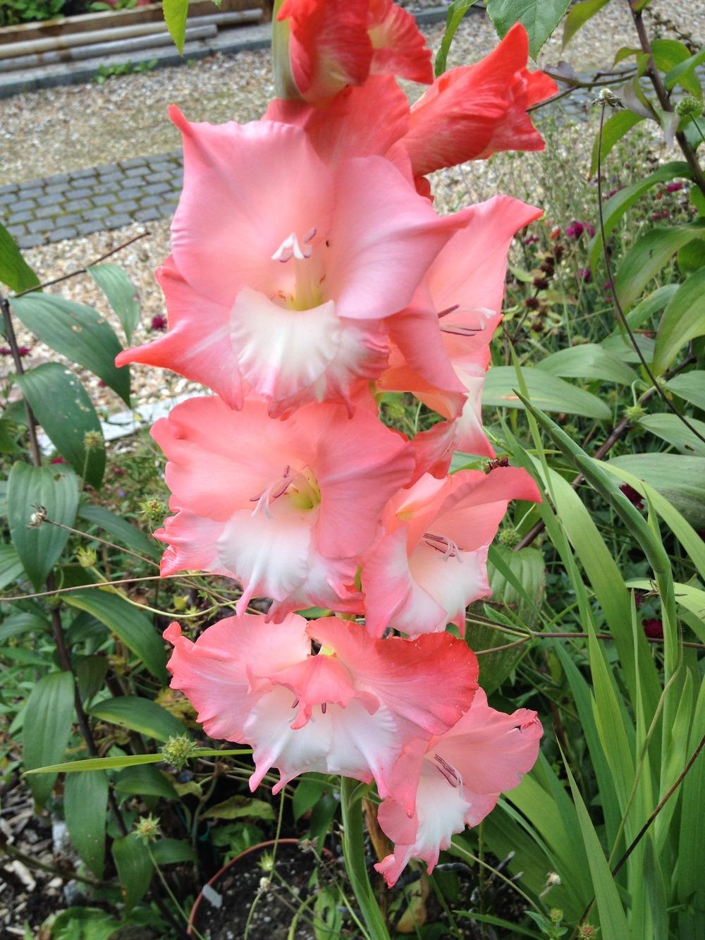 Photo of Gladiola (Gladiolus 'Venetie') uploaded by Cantillon