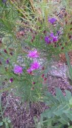 Thumb of 2014-08-31/Catmint20906/0490c7