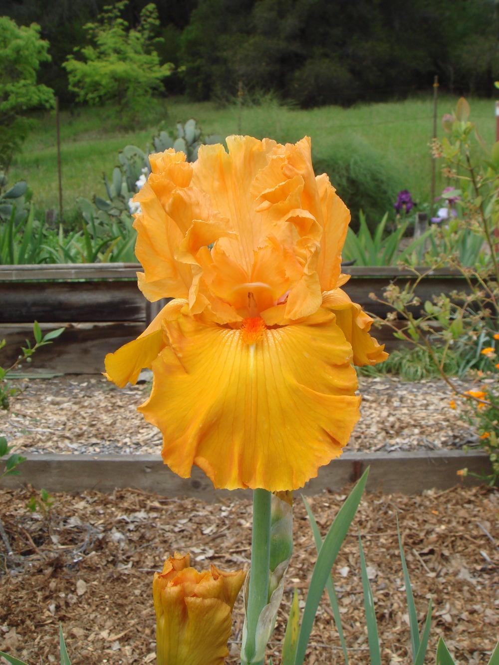 Photo of Tall Bearded Iris (Iris 'Edgefield Glow') uploaded by Henhouse