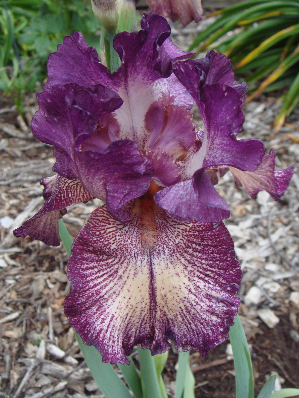 Photo of Tall Bearded Iris (Iris 'Power Surge') uploaded by Henhouse