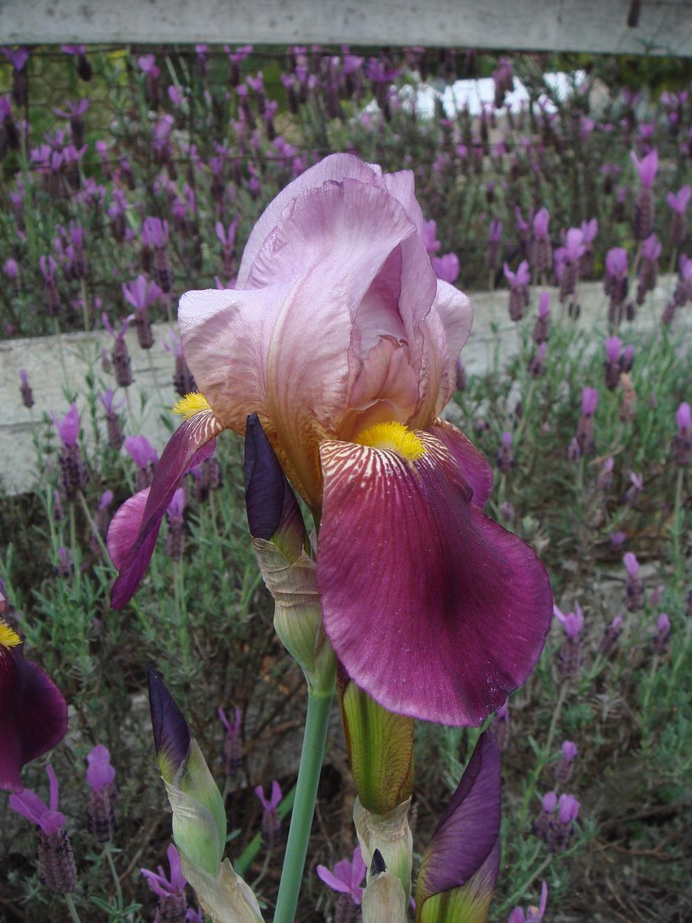 Photo of Tall Bearded Iris (Iris 'Indian Chief') uploaded by Henhouse