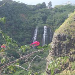 Location: 'Opaeka'a Falls in Kaua'i, Hawaii 
Date: 01/21/2014
A beautiful Bougainvillea bloom along w/ a breath taking backgrou