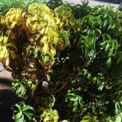 Location: Kapaa (Kauai), Hawaii at Pono Kai Resort 
Date: 01-20-2014
Yellow & Green Crotons