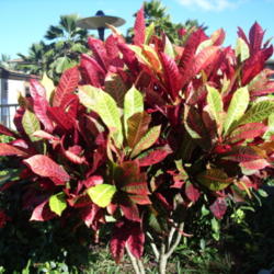 Location: Kapaa (Kauai), Hawaii at Pono Kai Resort 
Date: 01-15-2014
Rainbow Croton, I'd love to have one of these in my backyard in W