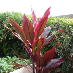 Location: Kapaa (Kauai), Hawaii at Pono Kai Resort 
Date: 01-16-2014
Ti Plant, I thought it was some type of Rubber Tree ;-)