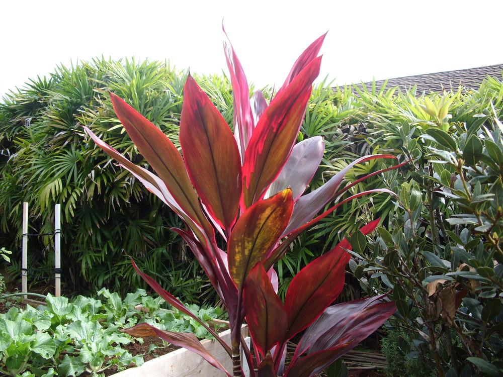 Photo of Ti Plant (Cordyline fruticosa) uploaded by Shawwannda