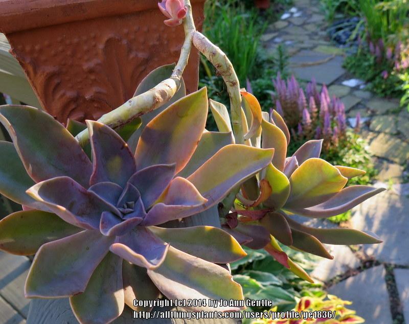 Photo of Graptoveria (XGraptoveria 'Fred Ives') uploaded by ge1836