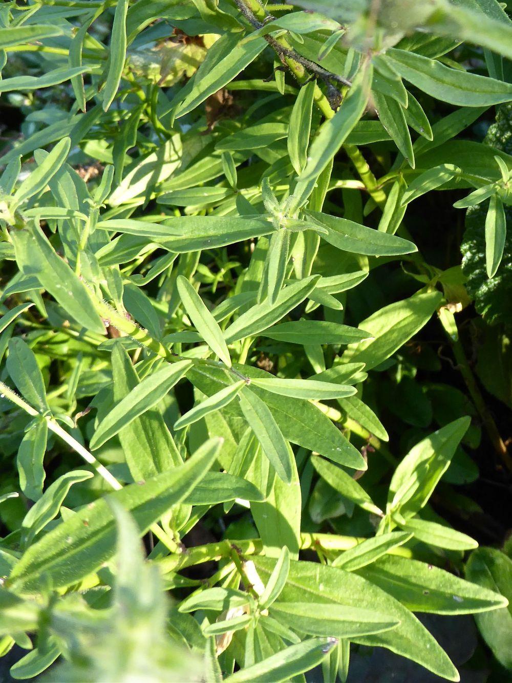 Photo of Perennial Snapdragon (Antirrhinum braun-blanquetii) uploaded by growitall