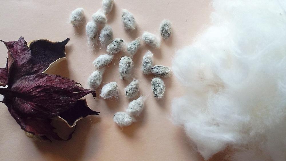 Photo of Cotton (Gossypium herbaceum 'Nigrum') uploaded by poisondartfrog