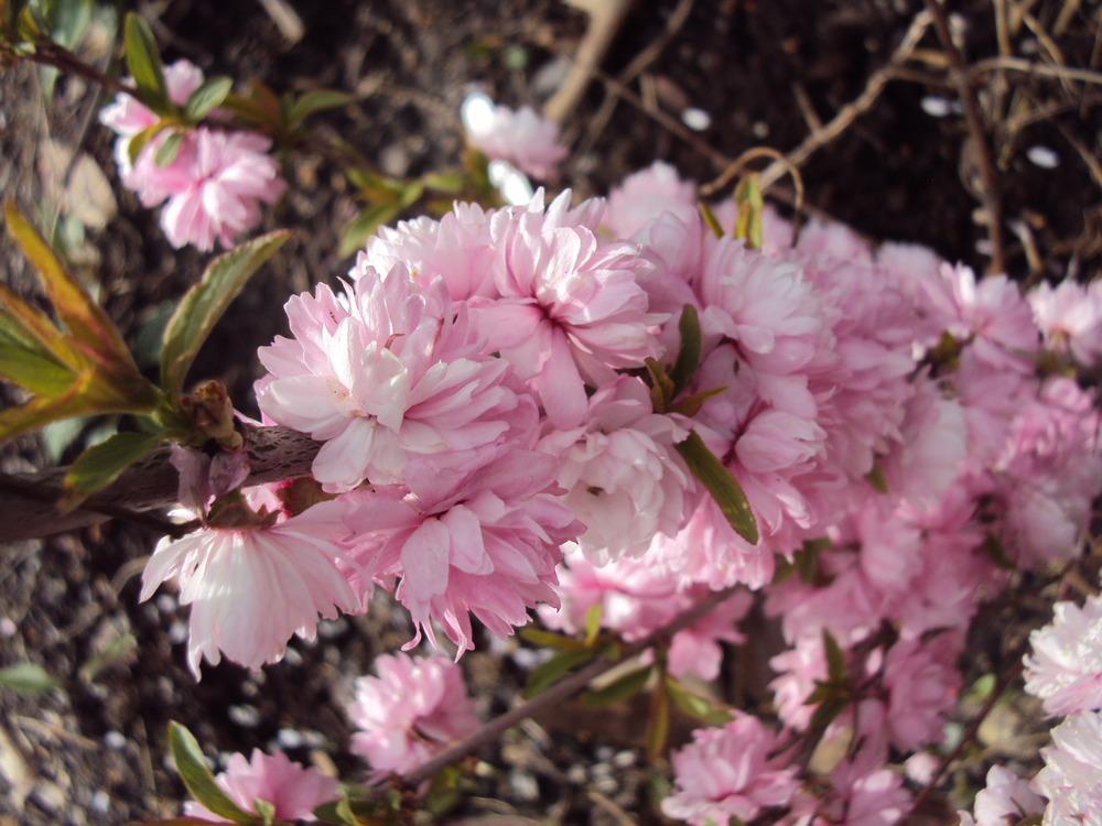 Photo of Pink Flowering Almond (Prunus glandulosa 'Sinensis') uploaded by poisondartfrog