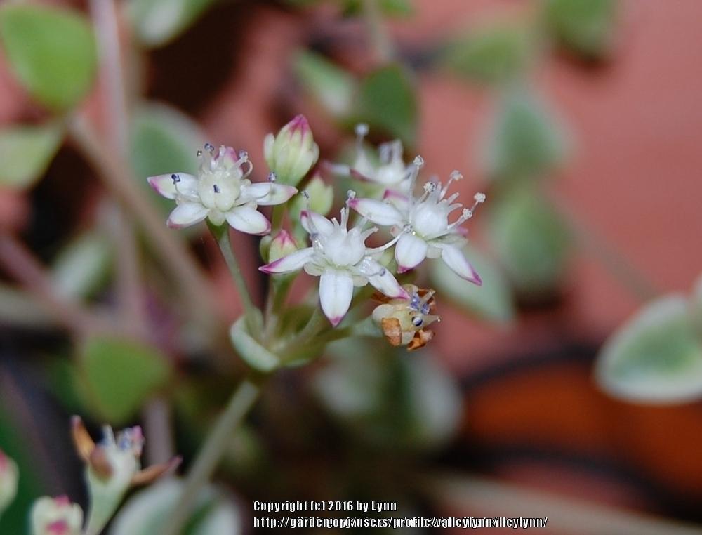 Photo of Sedum (Crassula pellucida subsp. marginalis 'Petite Bicolor') uploaded by valleylynn