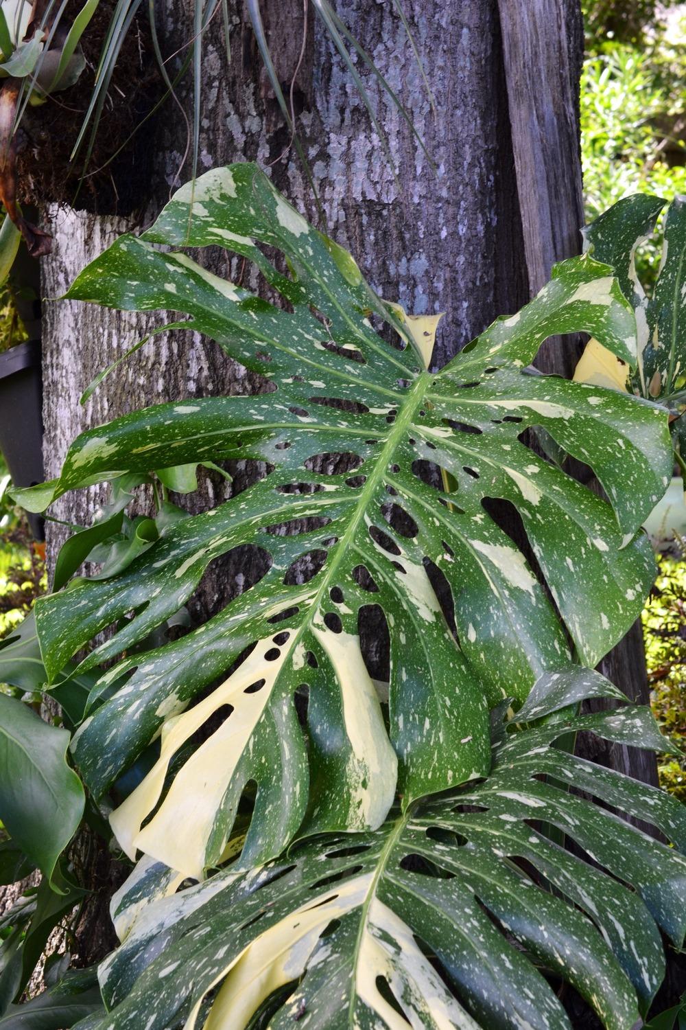 Photo of White Variegated Monstera (Monstera deliciosa 'Albovariegata') uploaded by Carter