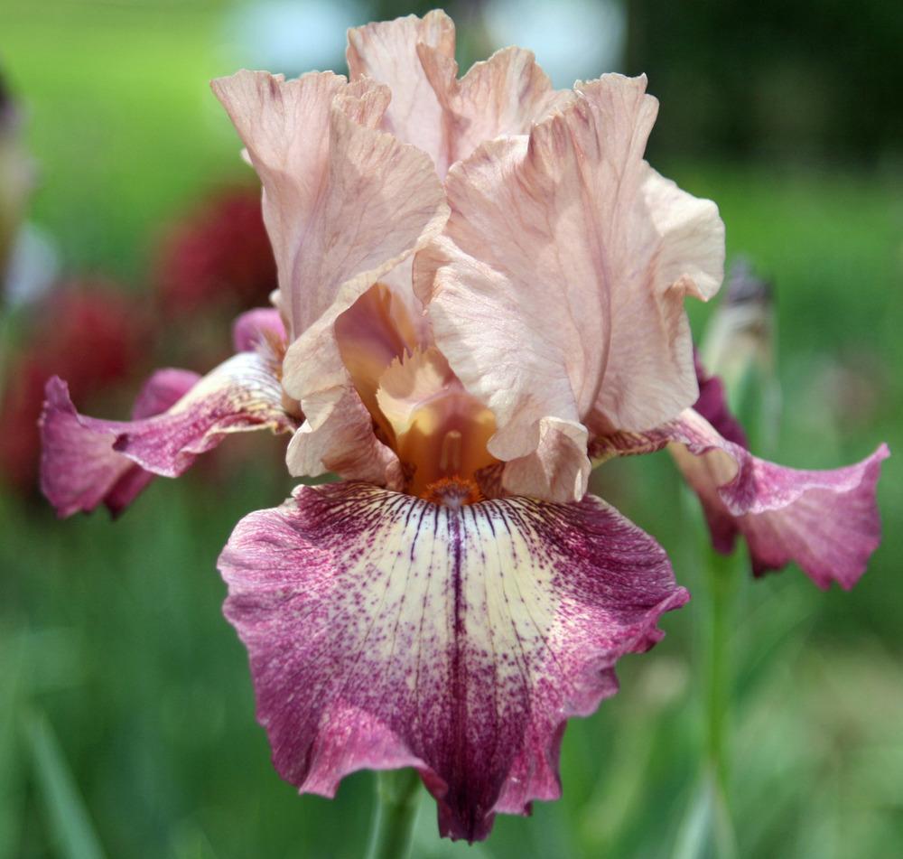 Photo of Tall Bearded Iris (Iris 'Chuckles') uploaded by Snork
