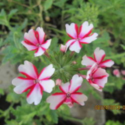 Location: Home Garden....
Date: 2013-08-24
Dazzling shade of pink combined with white make it an excellent c