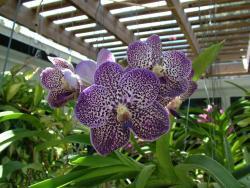 Thumb of 2014-09-01/orchidsbud/179c5b