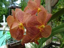 Thumb of 2014-09-01/orchidsbud/939140
