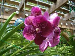 Thumb of 2014-09-01/orchidsbud/a85dfc