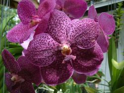 Thumb of 2014-09-01/orchidsbud/ebbef3