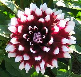 Photo of Dahlia 'Duet' uploaded by pirl