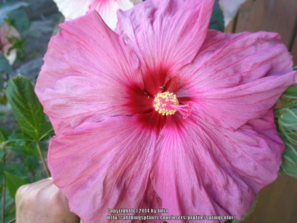 Photo of Hybrid Hardy Hibiscus (Hibiscus Summerific™ Berrylicious) uploaded by springcolor