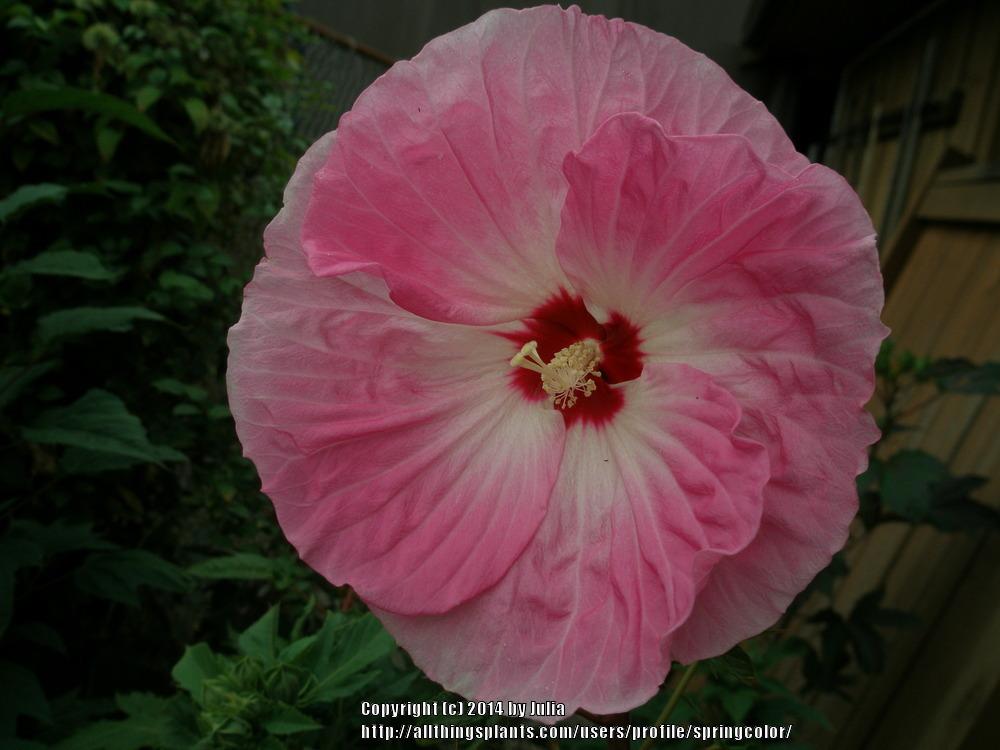 Photo of Hybrid Hardy Hibiscus (Hibiscus 'Tie Dye') uploaded by springcolor