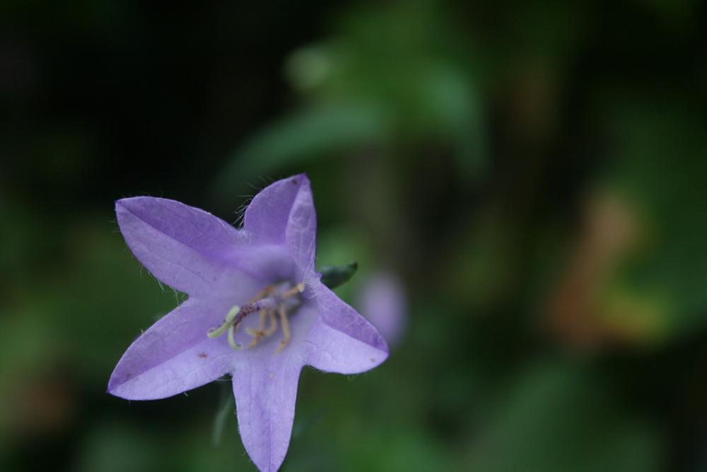 Photo of Creeping Bellflower (Campanula rapunculoides) uploaded by Daylilybaby