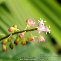Location: Mysore, India
Date: 2014-09-02
Tiny flowers