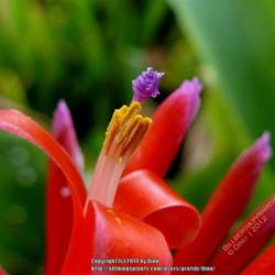 Location: Mysore, India
Date: 2014-09-02
Close up of single flower.