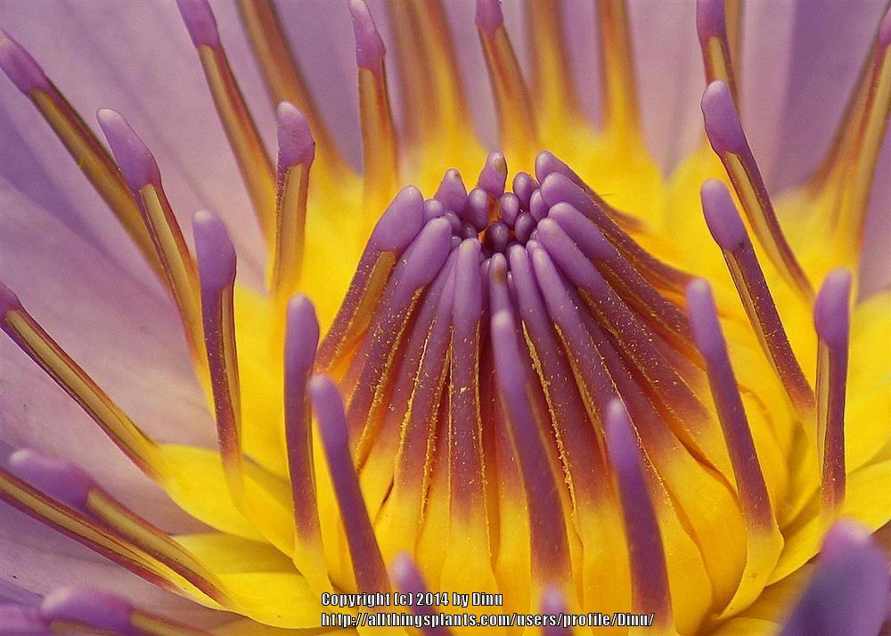 Photo of Tropical Water Lily (Nymphaea 'Tina') uploaded by Dinu