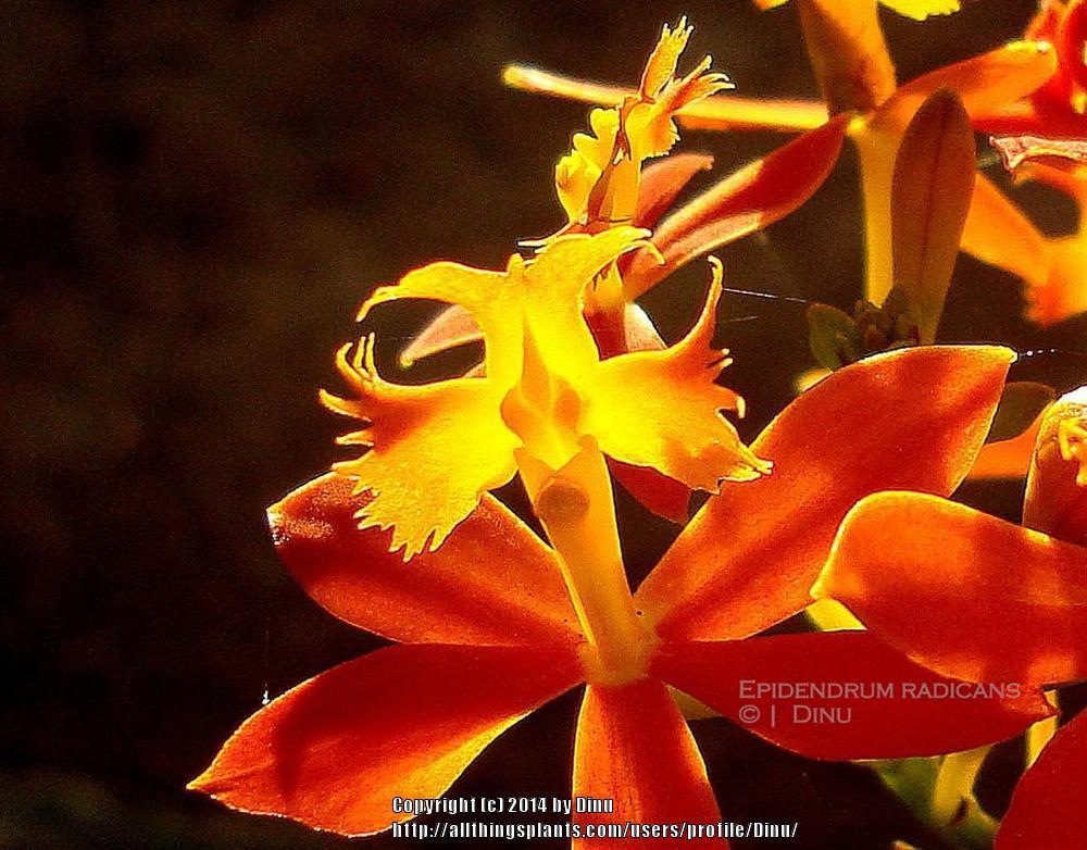 Photo of Crucifix Orchid (Epidendrum radicans) uploaded by Dinu