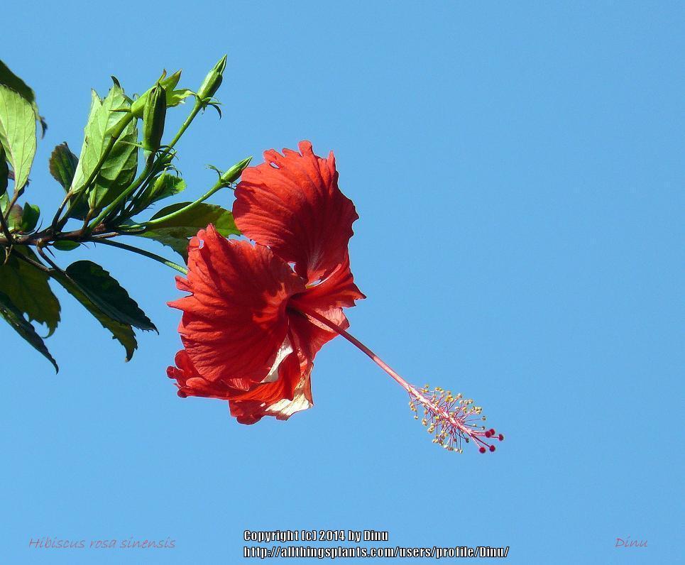 Photo of Hibiscus uploaded by Dinu