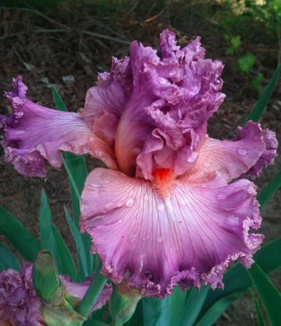 Photo of Tall Bearded Iris (Iris 'Social Graces') uploaded by Moiris