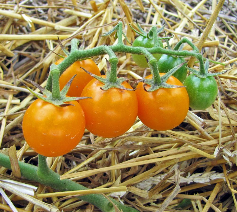 Photo of Tomato (Solanum lycopersicum 'SunSugar F1') uploaded by TBGDN