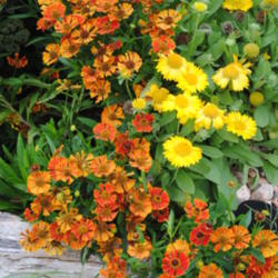 Location: My Northeastern Indiana Gardens - Zone 5b
Date: 2014-08-30
Shown here with Blanket Flower (Gaillardia Mesa™ Yellow)