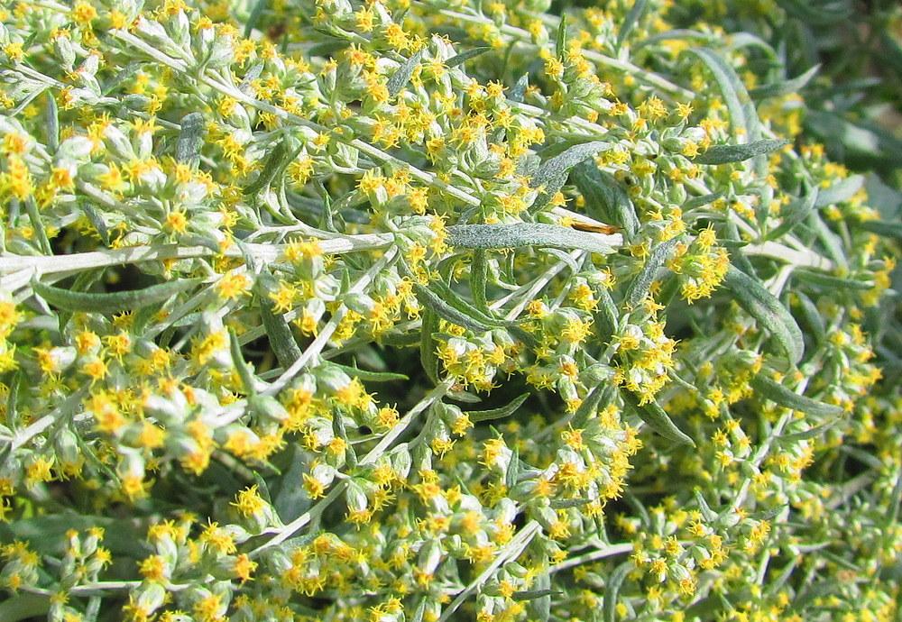 Photo of Wormwood (Artemisia) uploaded by jmorth