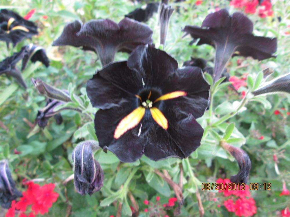 Photo of Petunia Black Velvet™ uploaded by kingconeflower
