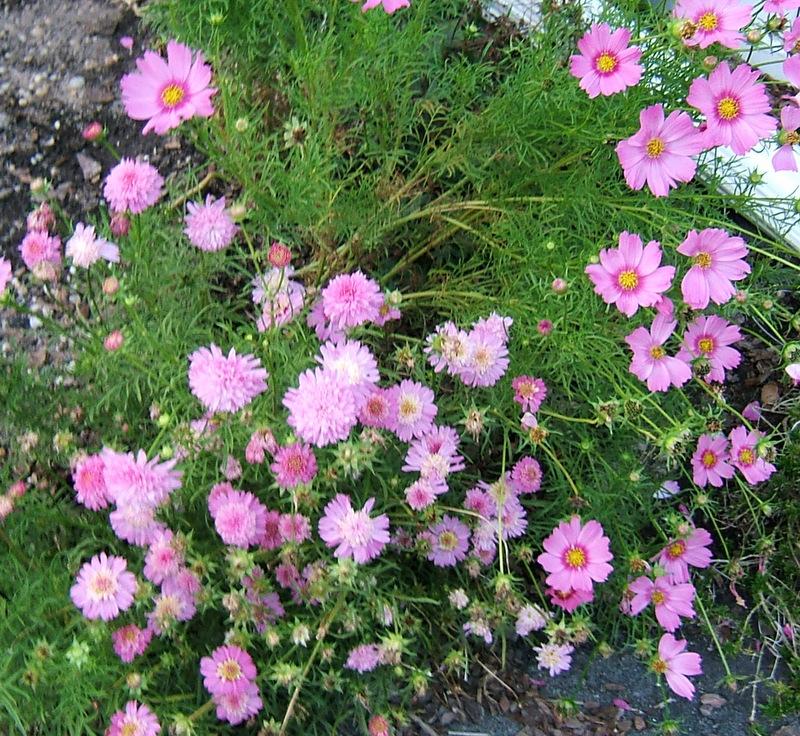 Photo of Cosmos uploaded by pirl