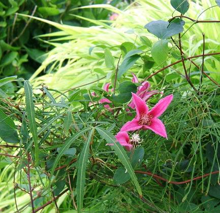 Photo of Clematis (Clematis texensis 'Princess Diana') uploaded by pirl