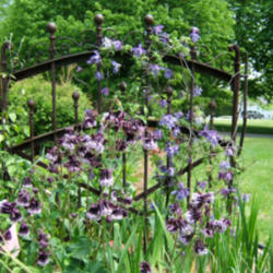 Location: Iron gate
Date: 2013-0516
Garden setting