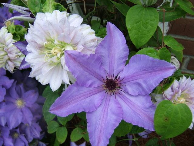 Photo of Clematis 'Ilka' uploaded by pirl