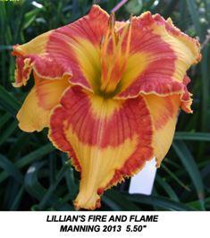 Photo of Daylily (Hemerocallis 'Lillian's Fire and Flame') uploaded by spunky1