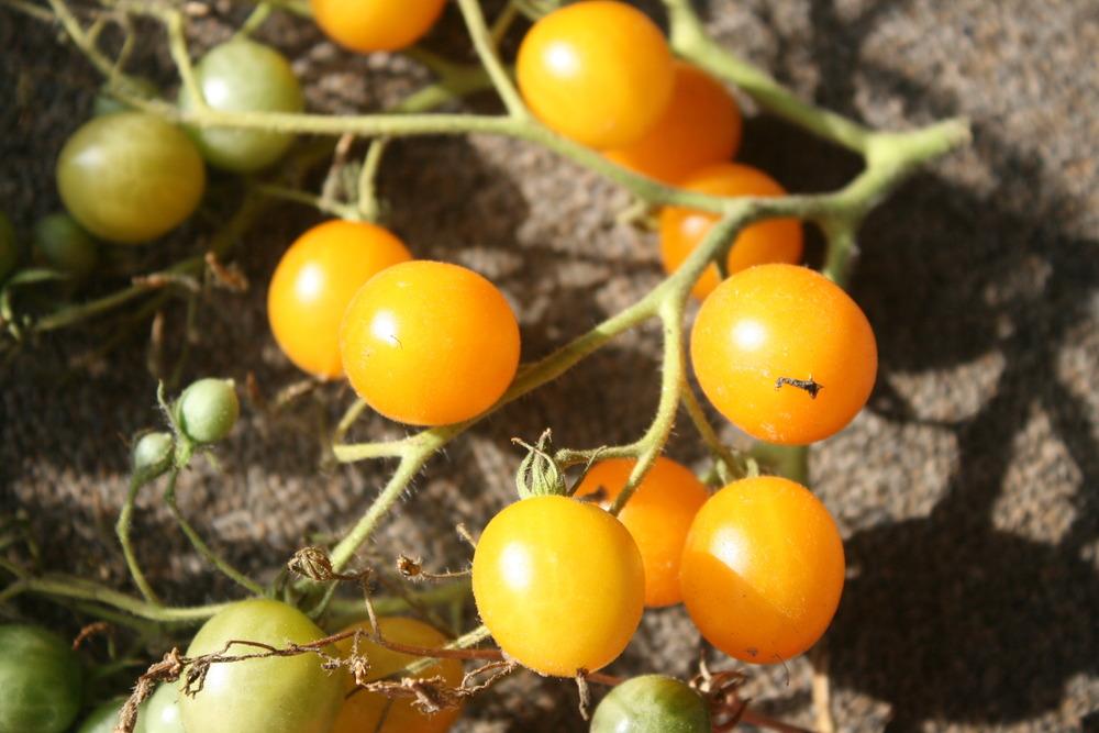 Photo of Tomato (Solanum lycopersicum 'SunSugar F1') uploaded by Daylilybaby