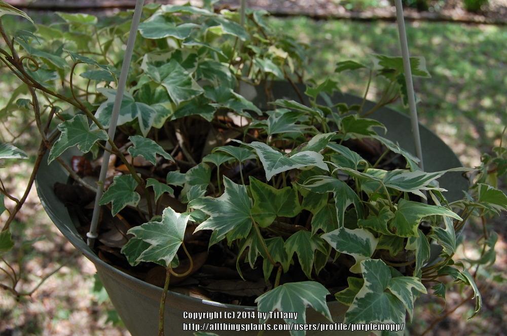 Photo of Variegated Algerian Ivy (Hedera algeriensis 'Gloire de Marengo') uploaded by purpleinopp