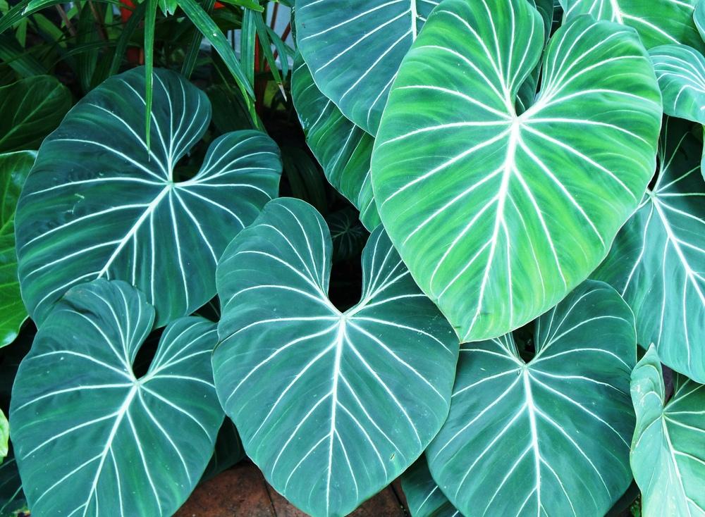 Photo of Philodendron (Philodendron gloriosum) uploaded by skylark