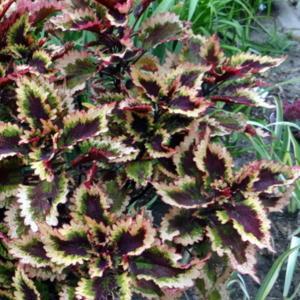 Coleus (Coleus scutellarioides 'Roaring Fire') in the Coleus Database