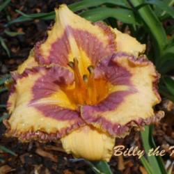 Location: 5b garden in Missouri
Date: Captured late Aug capture
First day this daylily bloomed for me